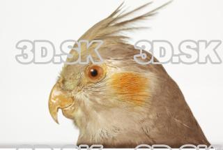 Cockatiel - Nymphicus hollandicus 0011